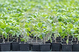 Tomato Seedlings, young foliage of Tomato, Spring seedlings.