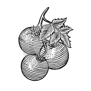 Tomato sketch engraving vector illustration