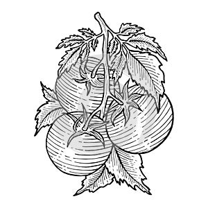 Tomato sketch engraving vector illustration
