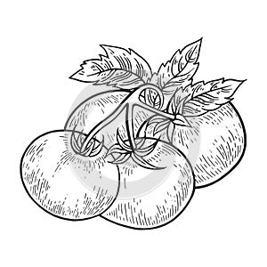 Tomato sketch engraving vector illustration