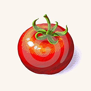 Tomato, Sketch hand drawn vector