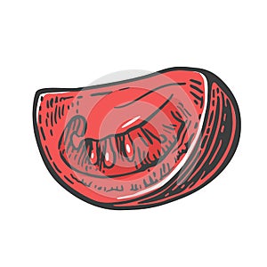 Tomato slice. Vector engraved illustration on white background