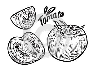 Tomato and slice. Vegetables sketch vector illustration