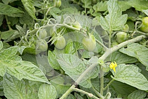 Tomato - Solanium - Fantastico photo