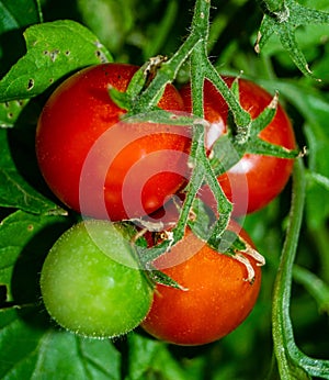 Tomato Solanum lycopersicum