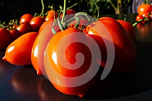 Tomato Solanum lycopersicum