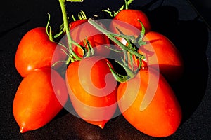 Tomato Solanum lycopersicum