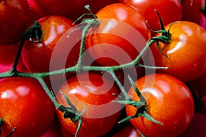 Tomato Solanum lycopersicum