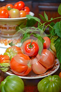 The tomato (Solanum lycopersicum)