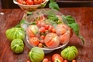 The tomato (Solanum lycopersicum)