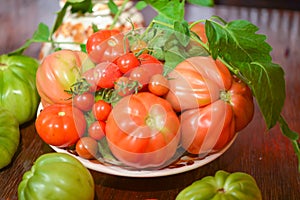 The tomato (Solanum lycopersicum)