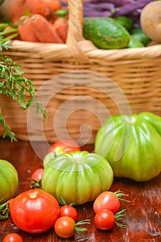 The tomato (Solanum lycopersicum)