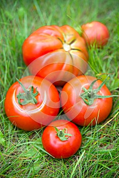 The tomato (Solanum lycopersicum)