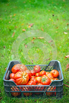 The tomato (Solanum lycopersicum)