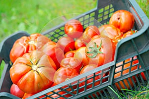 The tomato (Solanum lycopersicum)