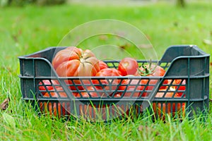 The tomato (Solanum lycopersicum)