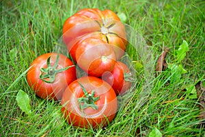 The tomato (Solanum lycopersicum)