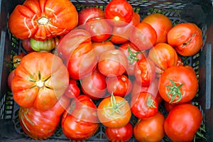 The tomato (Solanum lycopersicum)