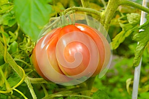 The tomato (Solanum lycopersicum)