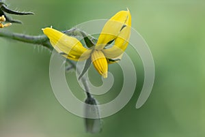 Tomato solanum lycopersicum flower