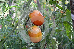 A tomato. Solanum lycopersicum, herbaceous plant, genus Solanum