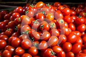 Tomato solanum lycopersicum pile for sale at the market