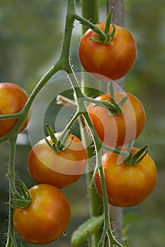 Tomato (Solanum lycopersicum) plant