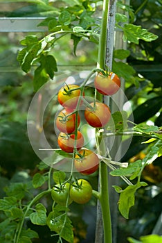 Tomato (Solanum lycopersicum) plant