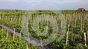 Tomato (Solanum lycopersicum) this plant can grow 1 to 3 m tall