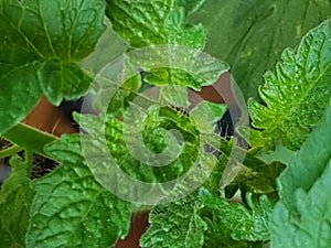 Tomazo springplant green