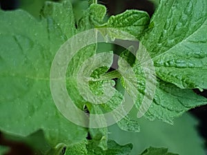 Tomazo springplant green