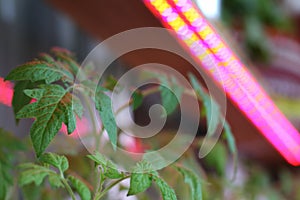 increase in daylight for growth