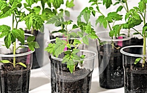 Tomato sprout with plastic cups
