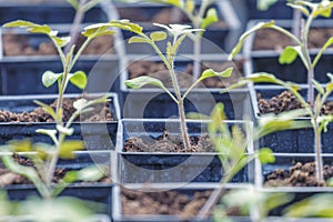 Tomato Sprouts Greenhouse, Sprouted Tomato, Potted Tomato Seedlings. Spring Seedlings