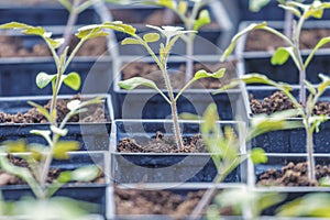 Tomato Sprouts Greenhouse, Sprouted Tomato, Potted Tomato Seedlings. Spring Seedlings