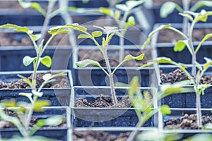 Tomato Sprouts Greenhouse, Sprouted Tomato, Potted Tomato Seedlings. Spring Seedlings