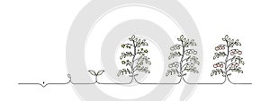 tomato stage growth, growing tomatoes line art, black line vector illustration, editable stroke