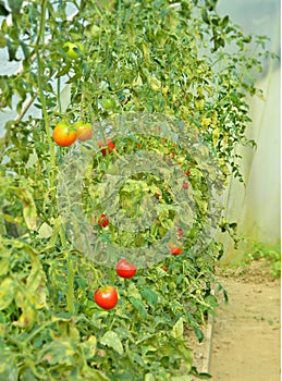 Tomato stems in a greenhouse