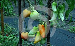 Tomato stick variety with elongated oval fruits, weighing 130 - 150 g, intended for kitchen processing or for the production of ke