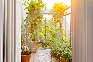 Tomato strawberry nasturtium plants pots balcony