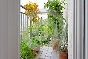 Tomato strawberry plants pots balcony