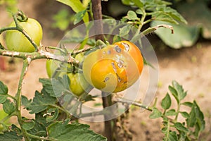 Tomato Stricken Diseases Of Phytophthora In Garden.