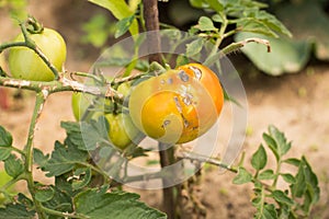 Tomato Stricken Diseases Of Phytophthora In Garden. photo