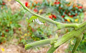 Tomato / Tobacco Hornworm as host to parasitic braconid wasp eggs