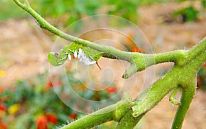 Tomato / Tobacco Hornworm as host to parasitic braconid wasp eggs