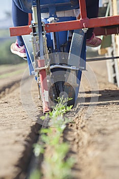 Tomato transplanter machine inserting seedlings on earth