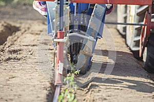 Tomato transplanter machine inserting seedlings on earth