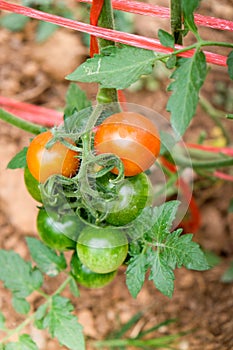 Tomato tree