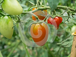 Tomato on tree in the Cultivation farms