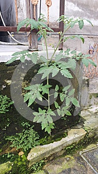 Tomato tree fruit plant vegetable
